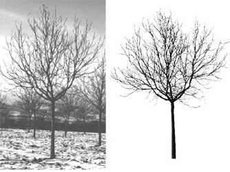 Photograph and virtual image of a walnut tree