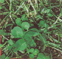 Photograph of a white clover canopy